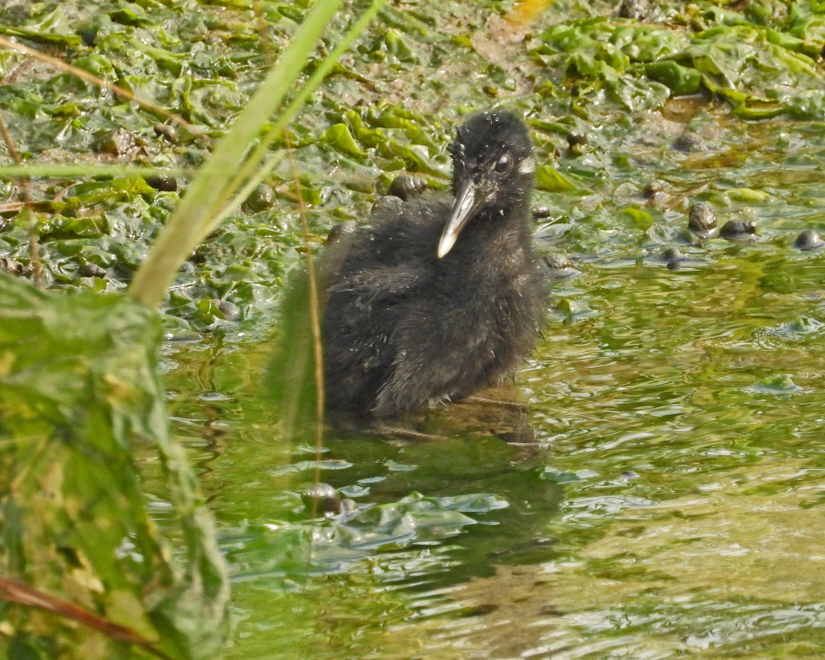 Clapper Rail - ML622074912