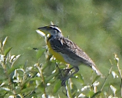 Eastern Meadowlark - ML622074989