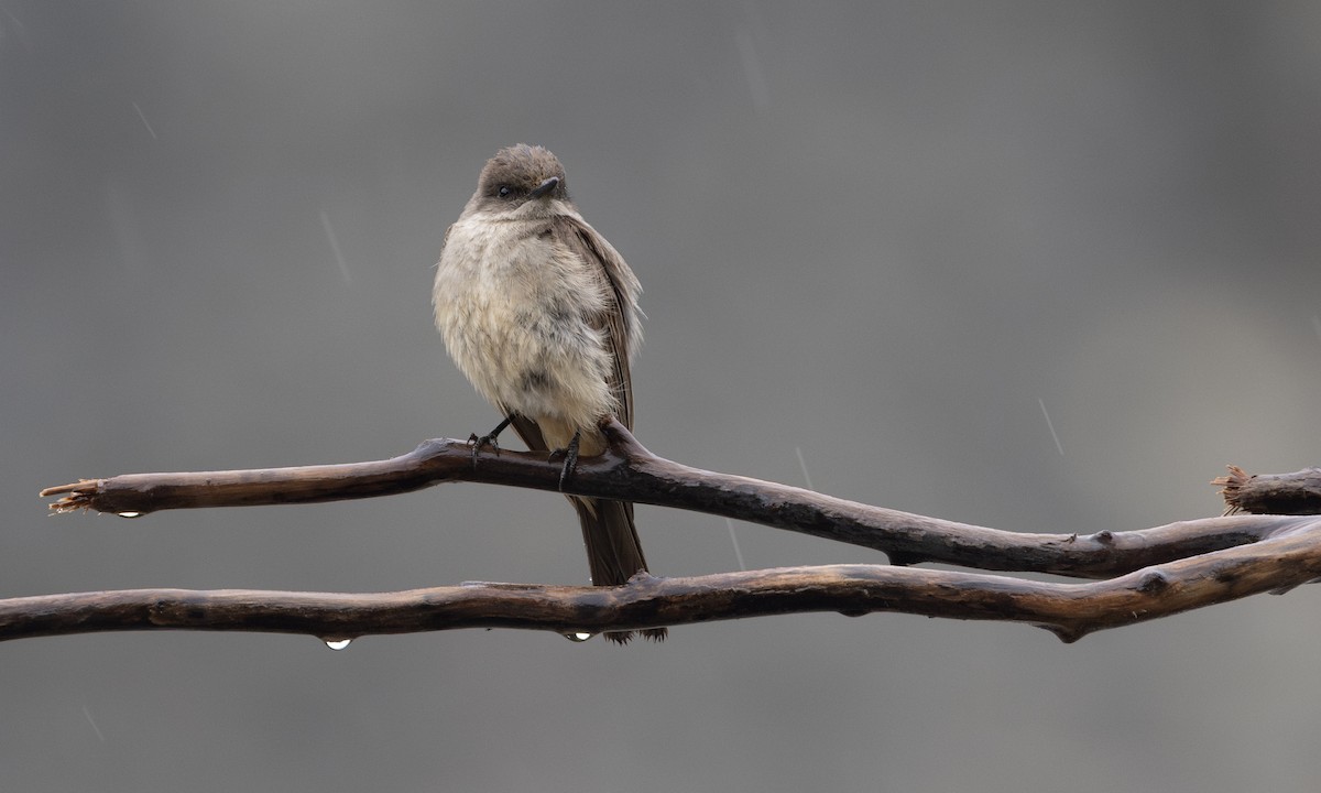 Say's Phoebe - ML622075016