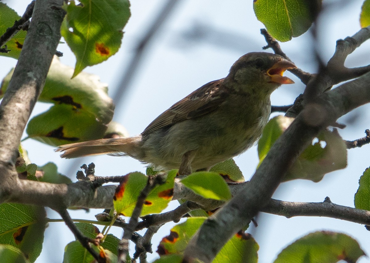 House Sparrow - ML622075026