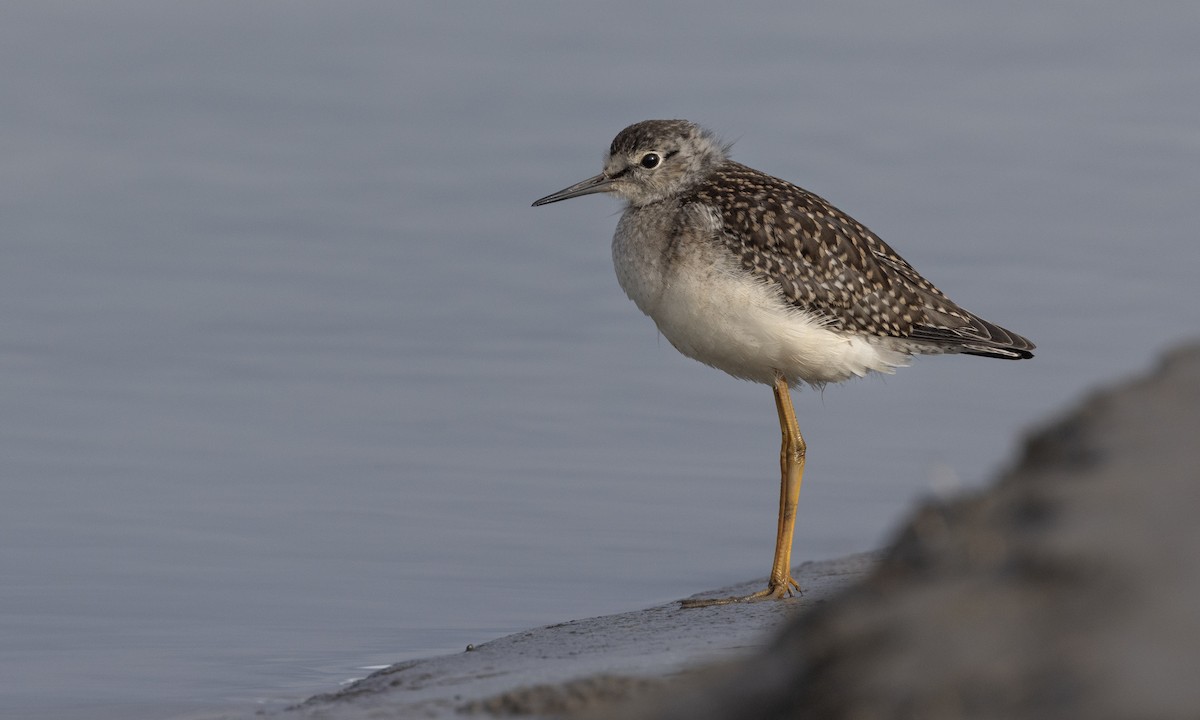 Lesser Yellowlegs - ML622075035