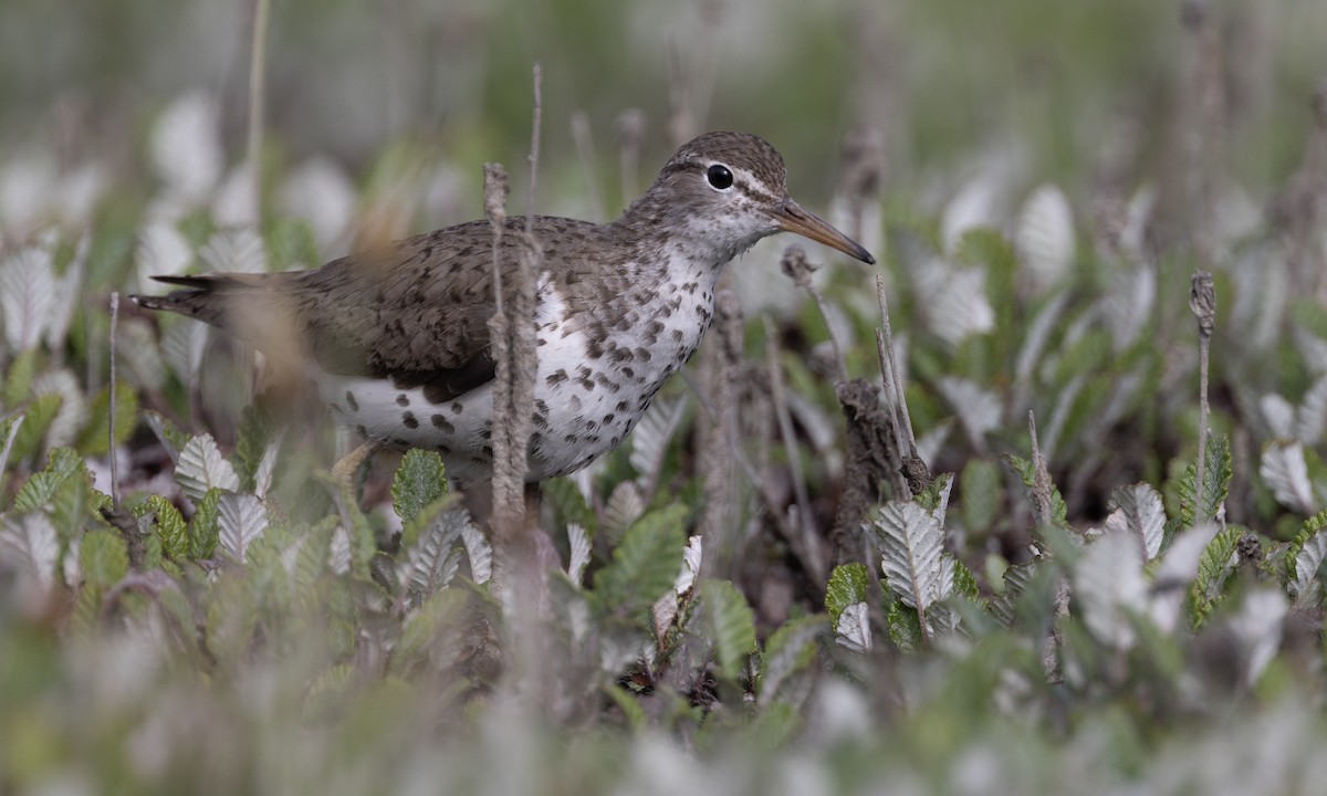 Spotted Sandpiper - ML622075048