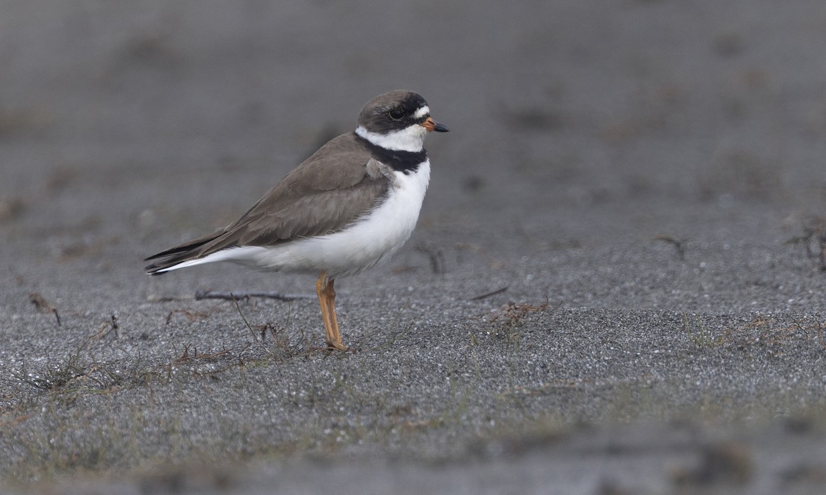 Semipalmated Plover - ML622075049