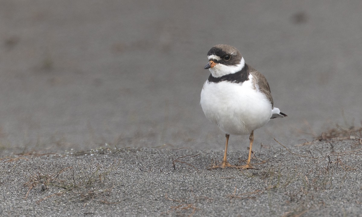 Semipalmated Plover - ML622075050