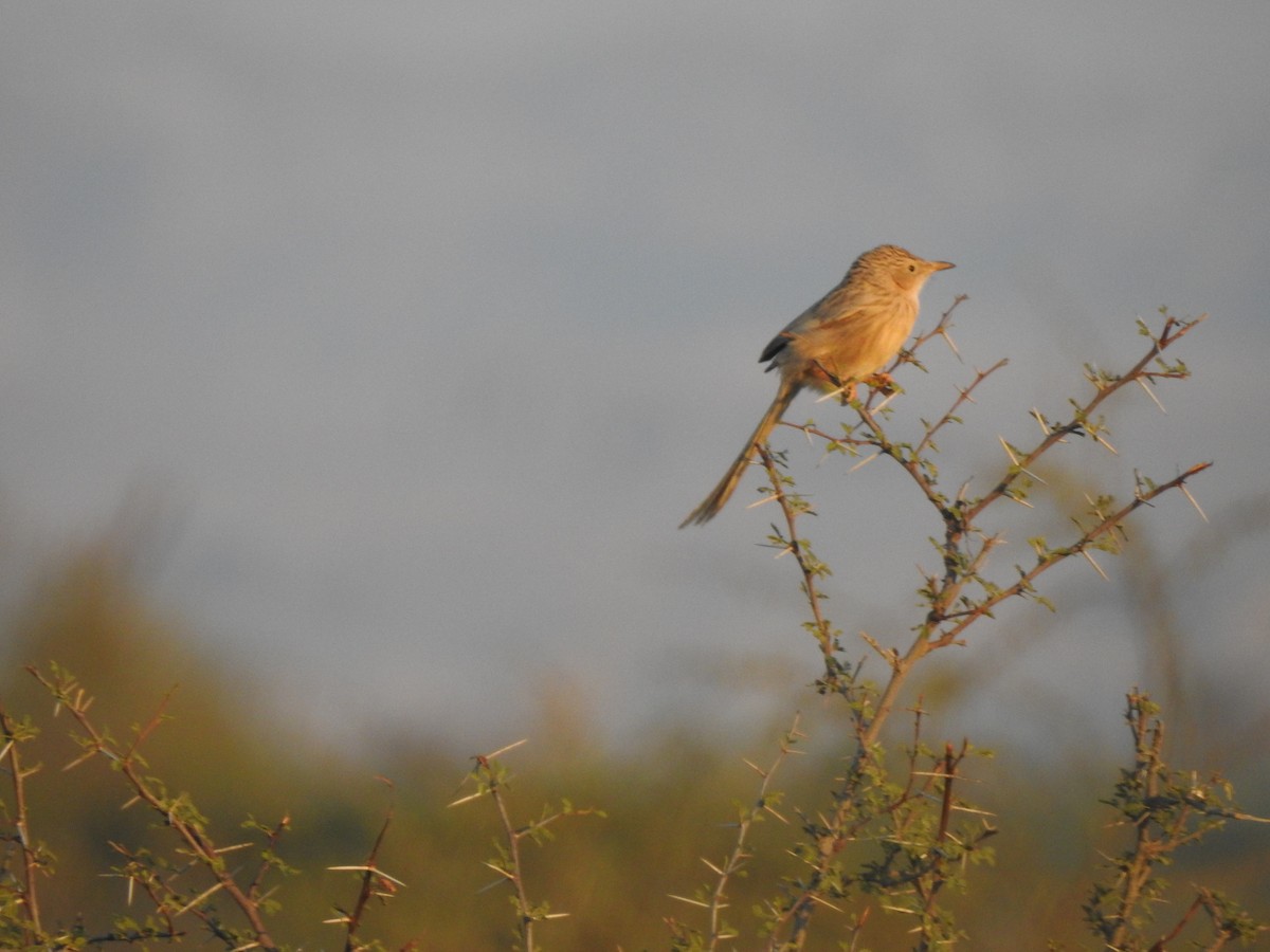 Afghan Babbler - ML622075076