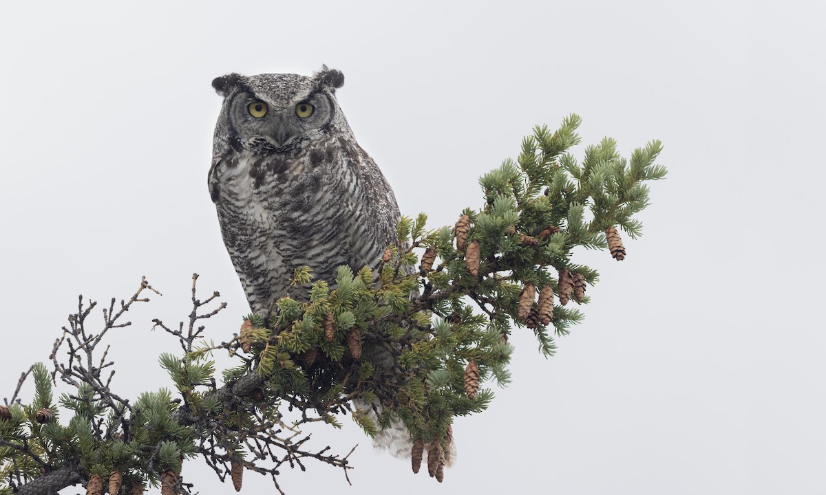 Great Horned Owl - ML622075080