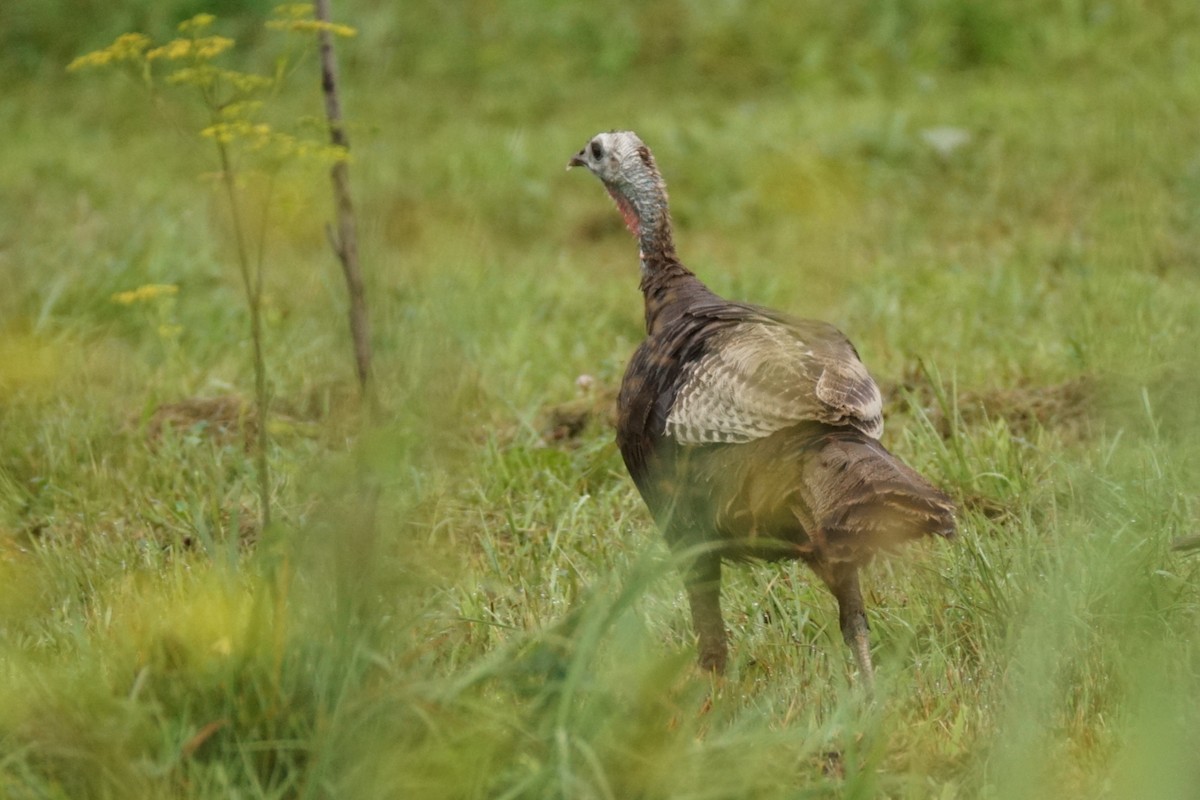 Wild Turkey - ML622075089