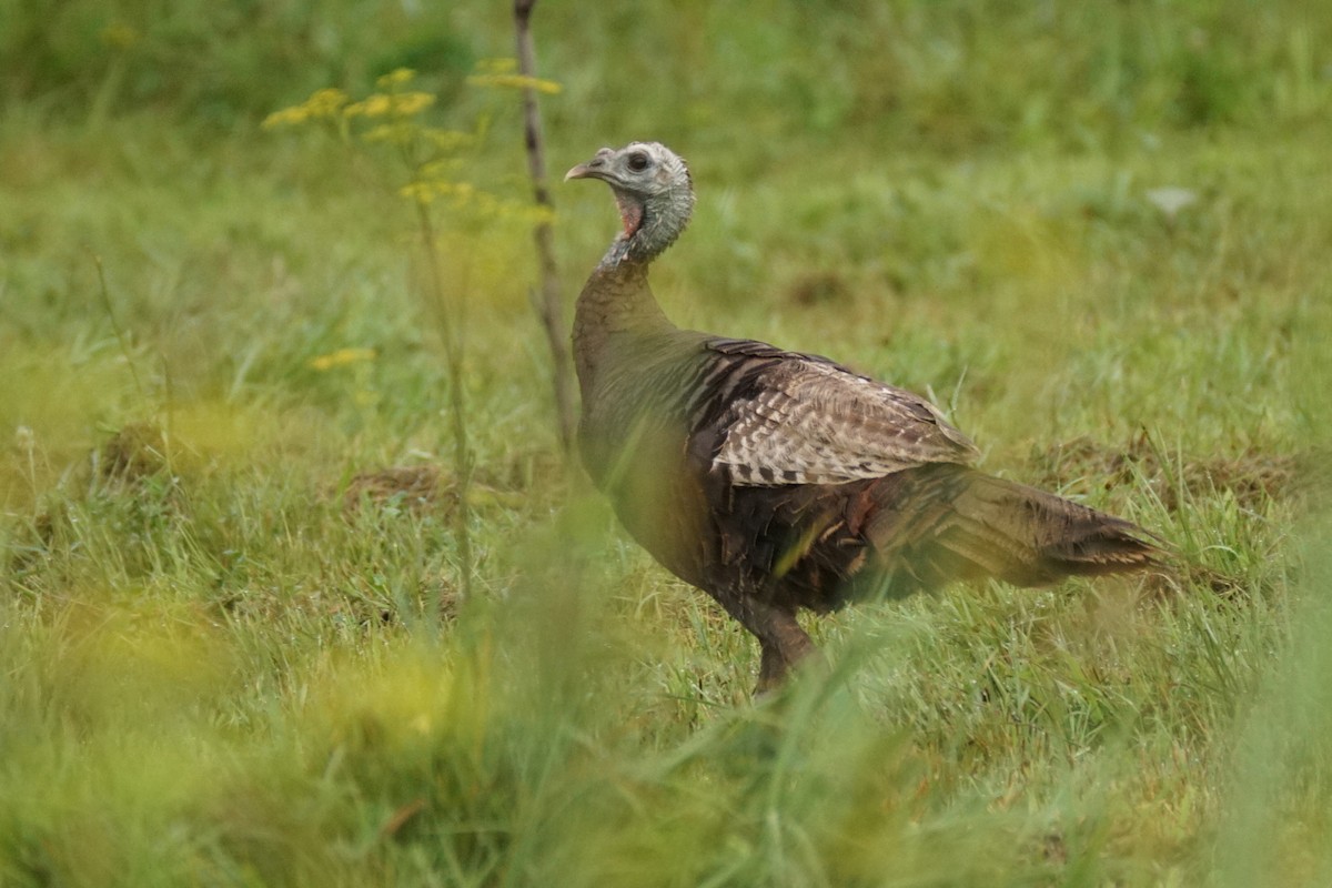 Wild Turkey - ML622075090