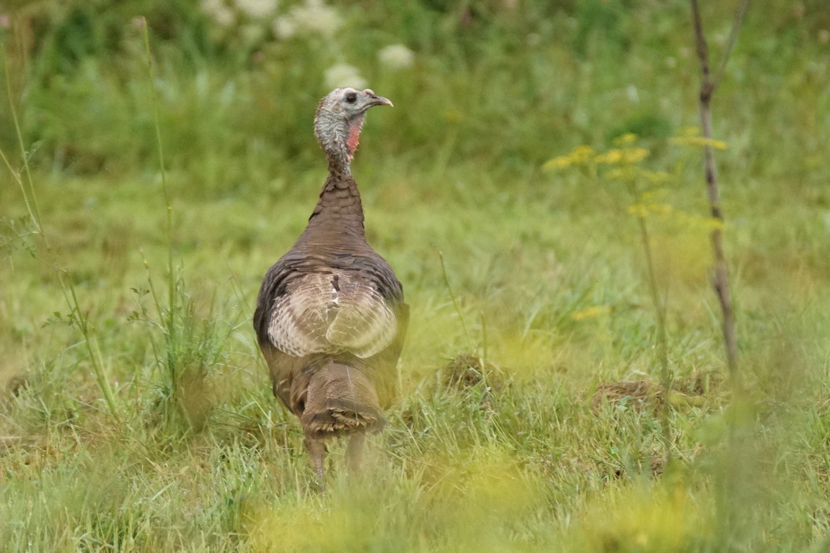 Wild Turkey - ML622075091