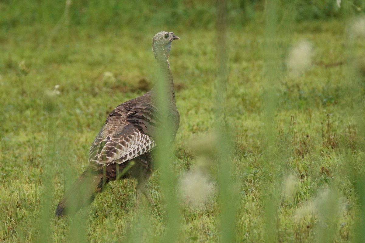 Wild Turkey - ML622075093