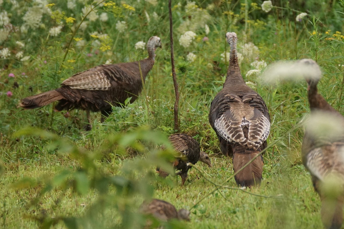 Wild Turkey - ML622075094