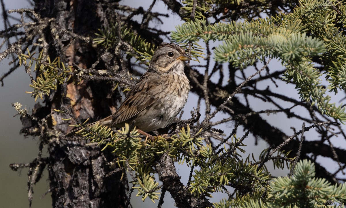 Lincoln's Sparrow - ML622075107