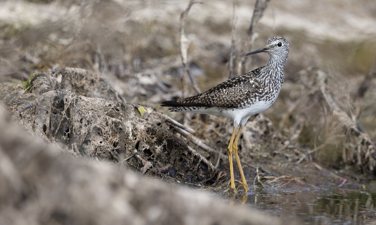 Lesser Yellowlegs - ML622075109