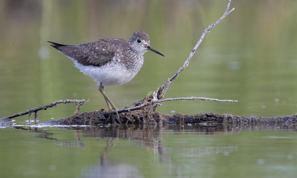 Solitary Sandpiper - ML622075111