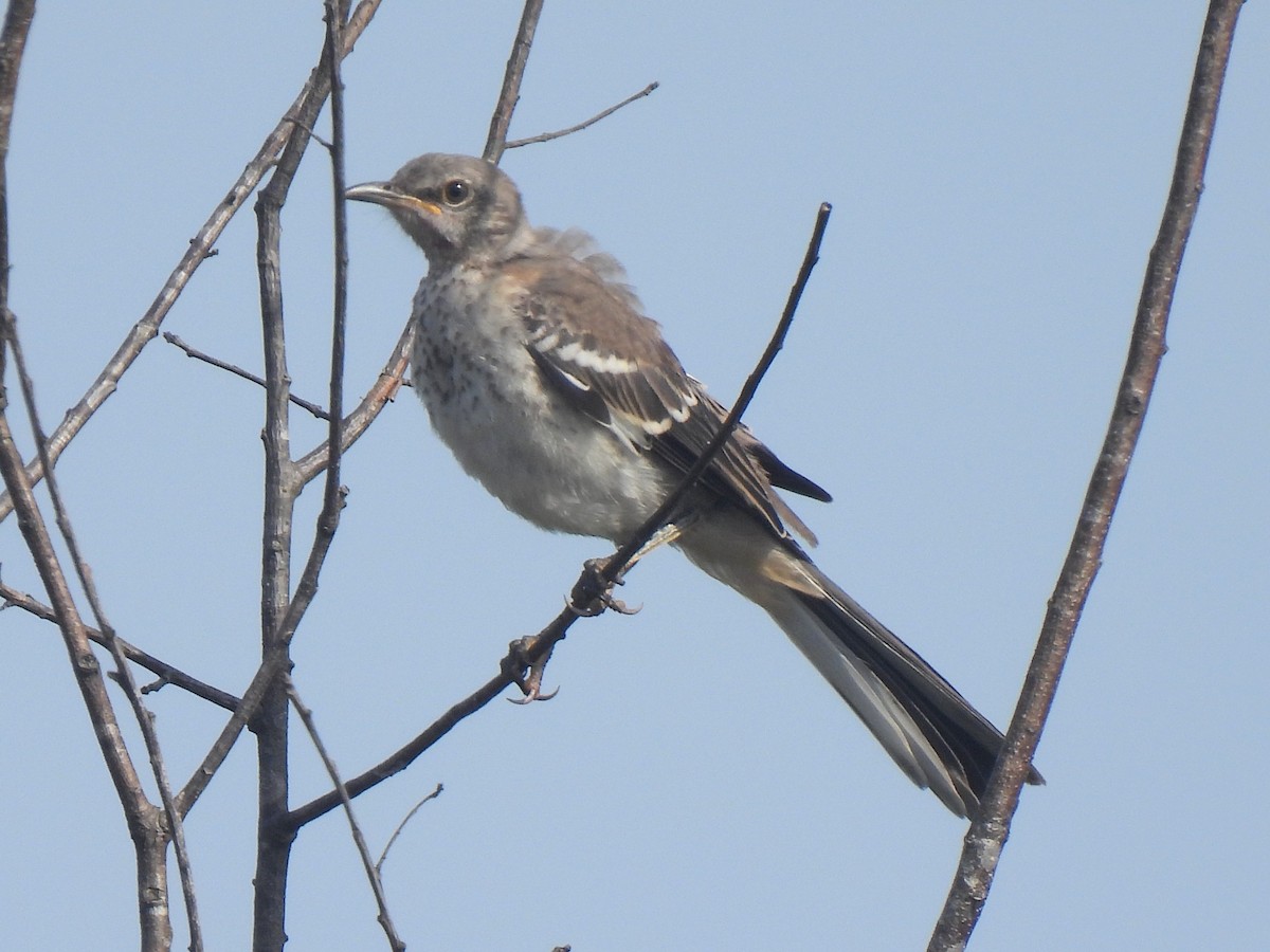 Northern Mockingbird - ML622075117