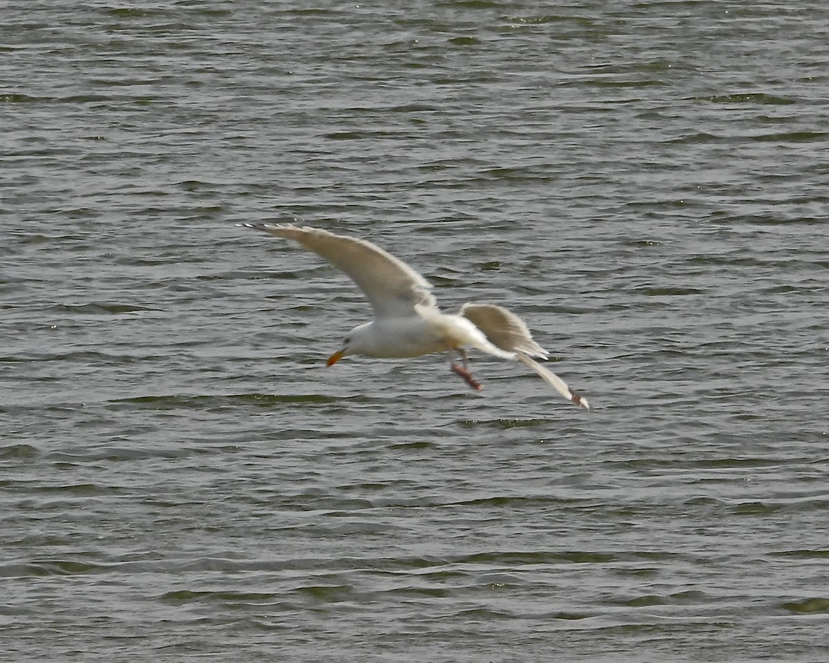 Herring Gull - ML622075133