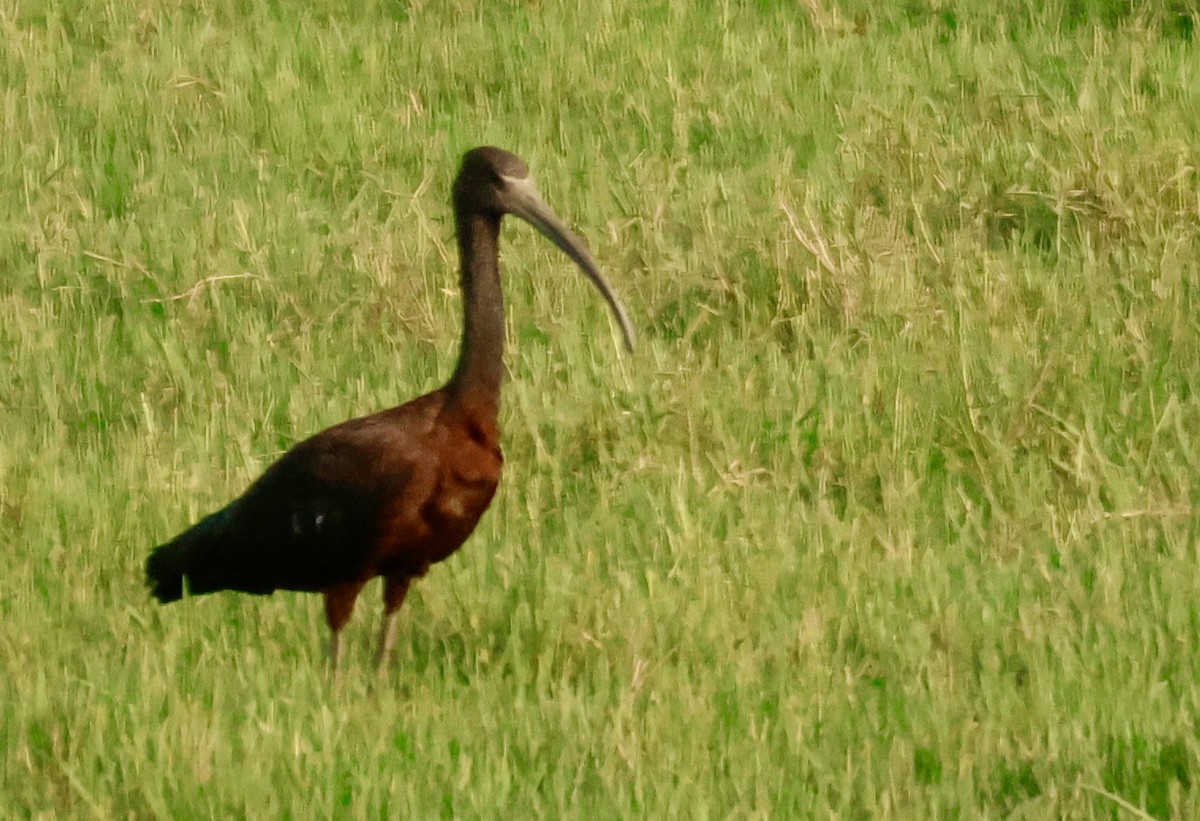 Glossy Ibis - ML622075134