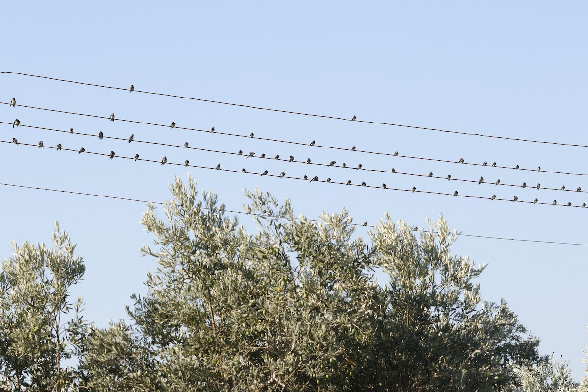 Barn Swallow - ML622075148