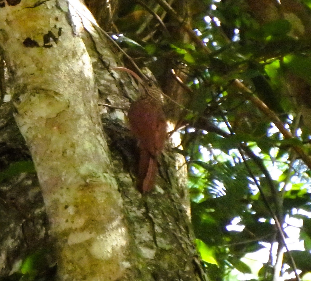 Red-billed Scythebill - ML622075176