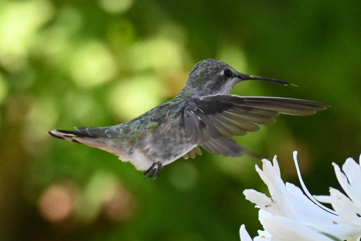 Anna's Hummingbird - ML622075178