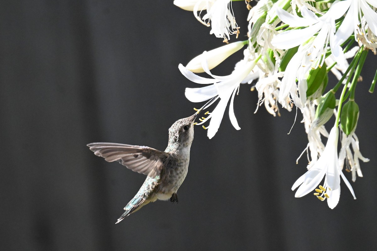 Anna's Hummingbird - ML622075179