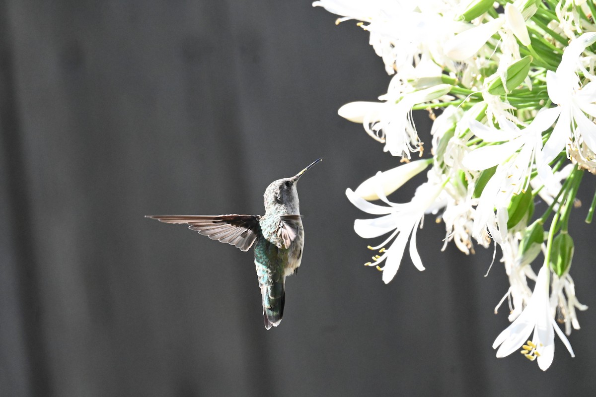 Anna's Hummingbird - ML622075180