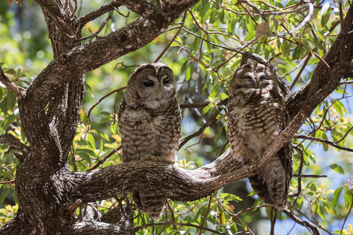 Spotted Owl - ML622075181