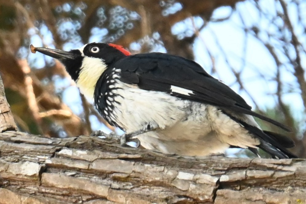 Acorn Woodpecker - ML622075183