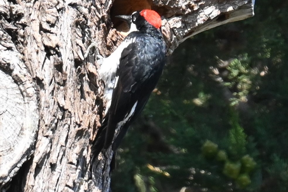 Acorn Woodpecker - ML622075184