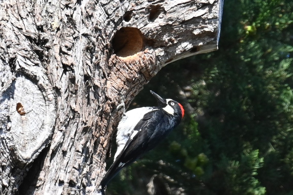 Acorn Woodpecker - ML622075185