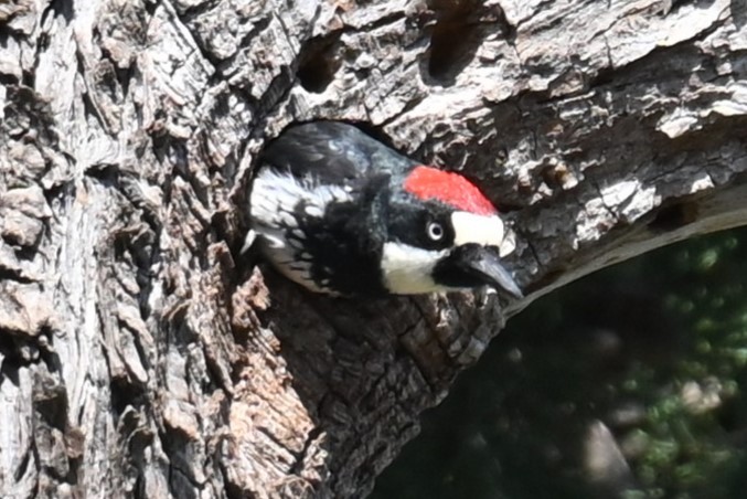 Acorn Woodpecker - ML622075186