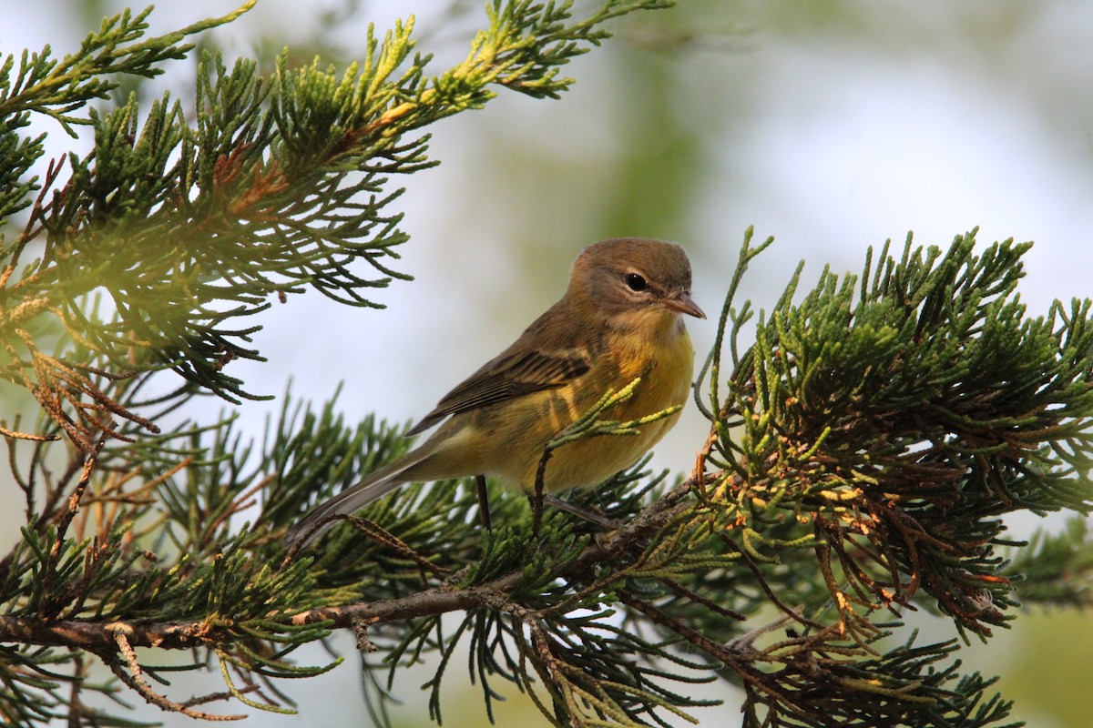 Prairie Warbler - ML622075187