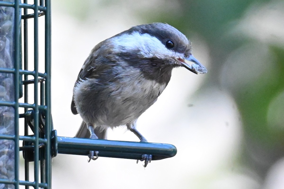 Chestnut-backed Chickadee - Remigio Miguel