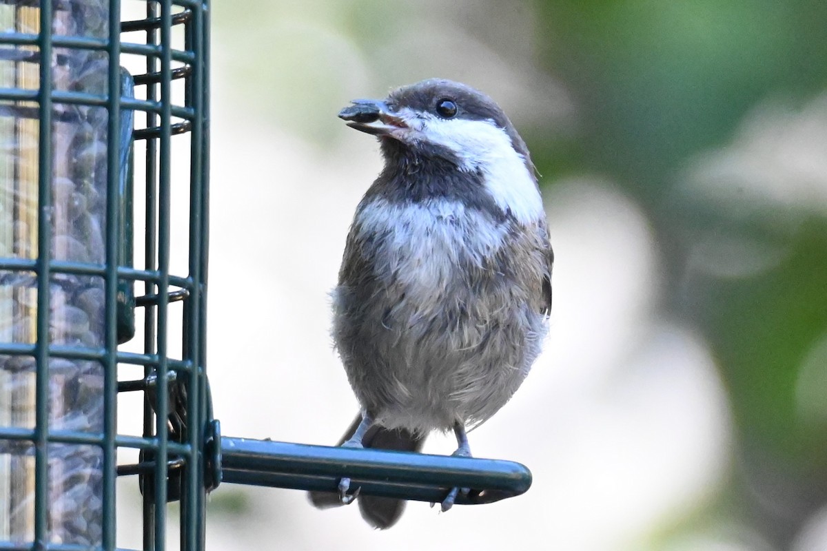 Chestnut-backed Chickadee - Remigio Miguel