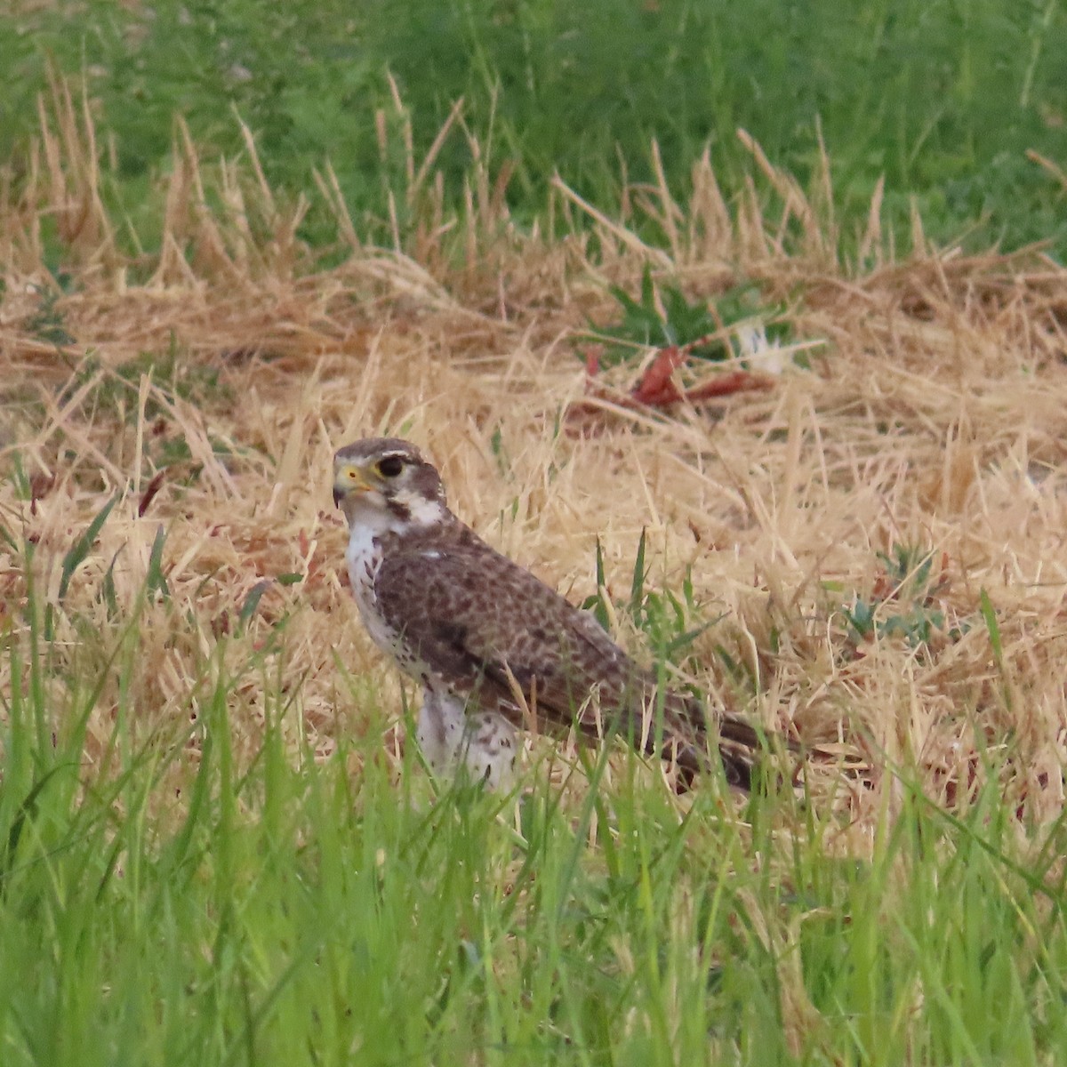 Prairie Falcon - ML622075193