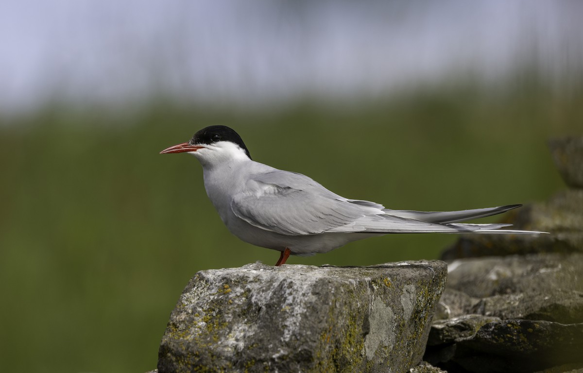 Arctic Tern - ML622075194