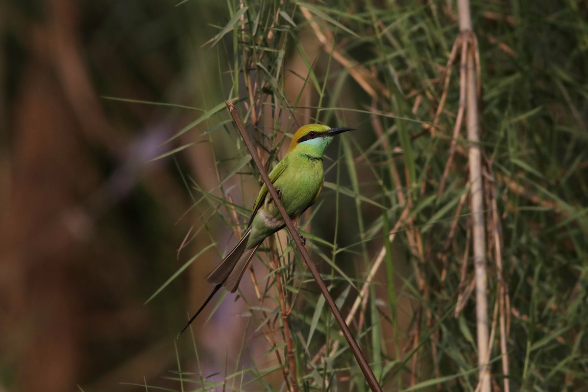 Asian Green Bee-eater - ML622075195