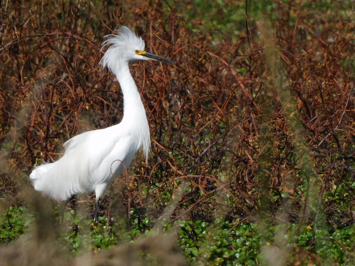 Snowy Egret - ML622075196