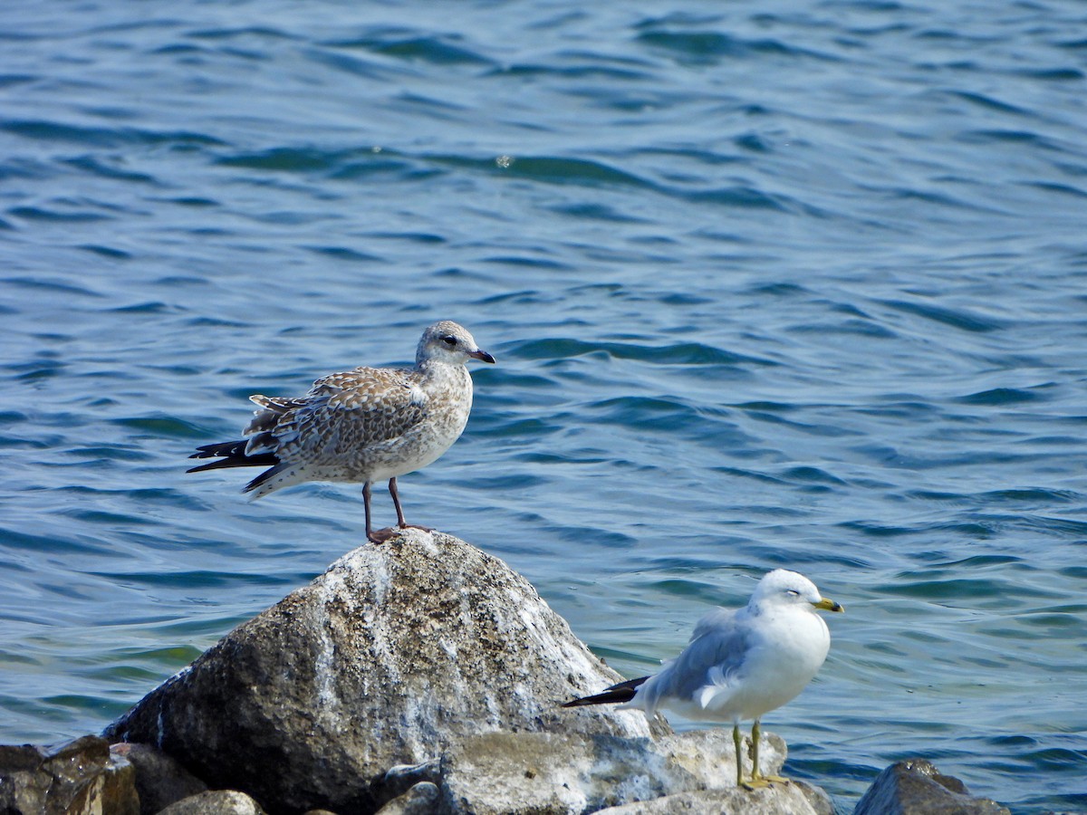 Ring-billed Gull - ML622075197