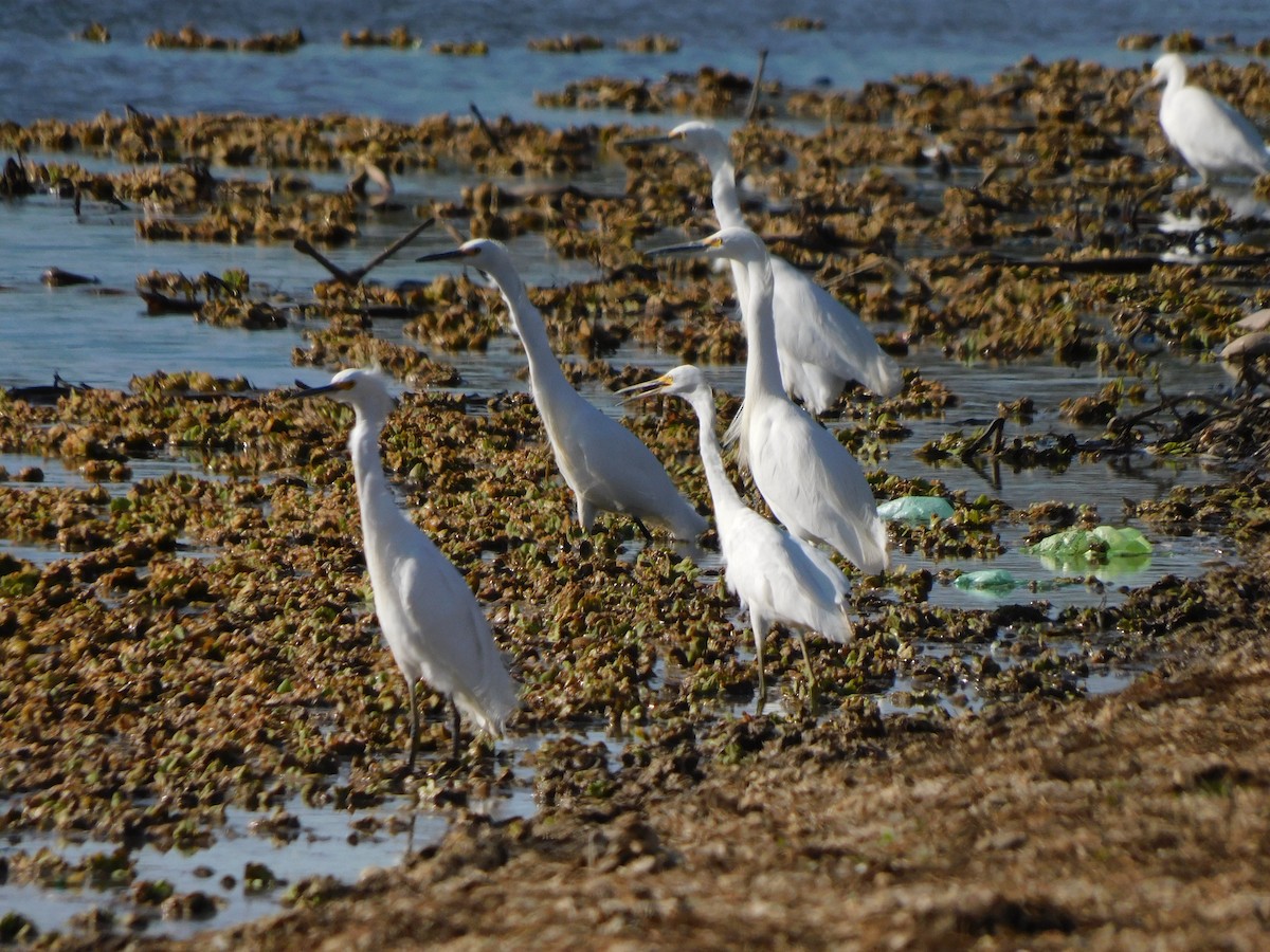 Snowy Egret - ML622075198