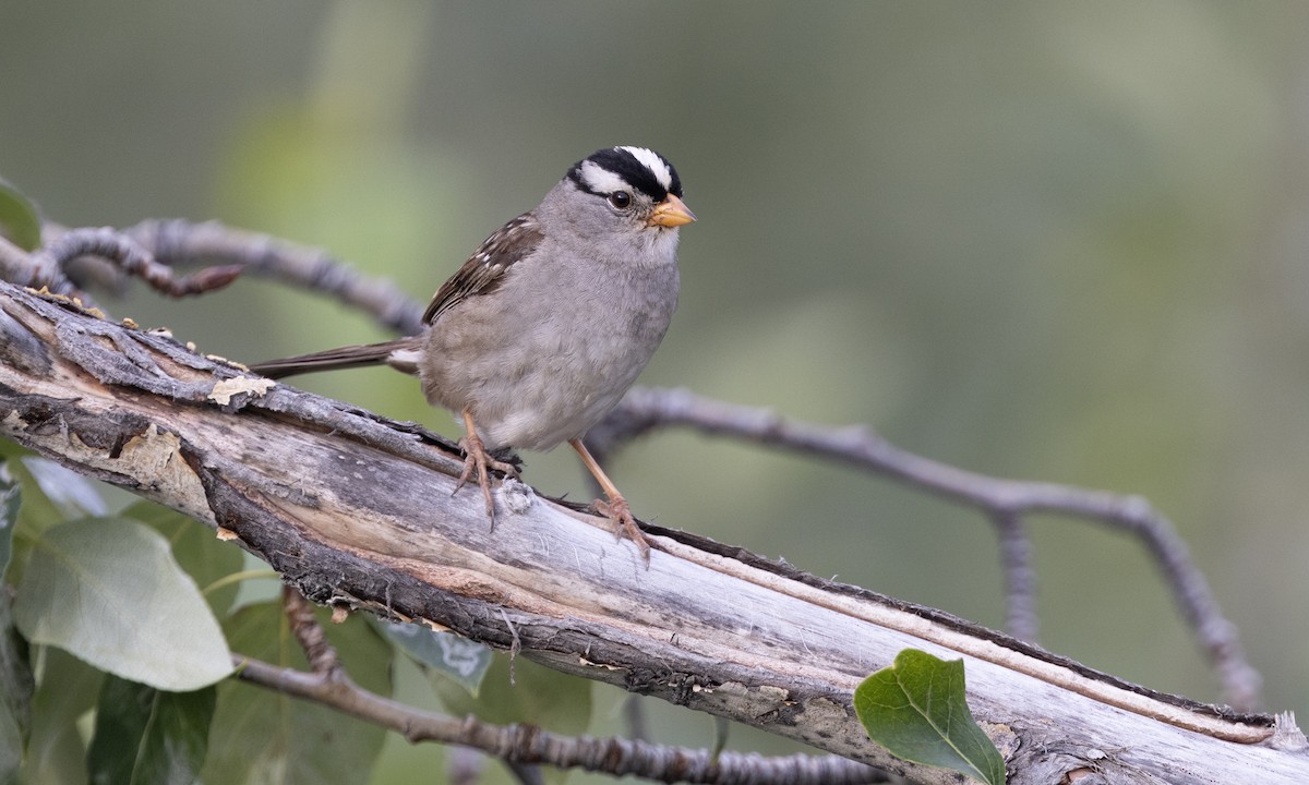 White-crowned Sparrow - ML622075199
