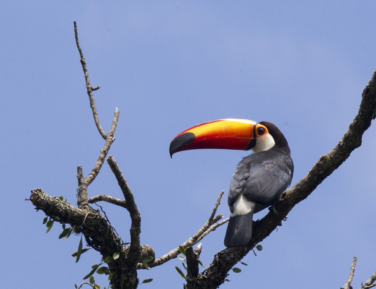 Toco Toucan - ML622075200