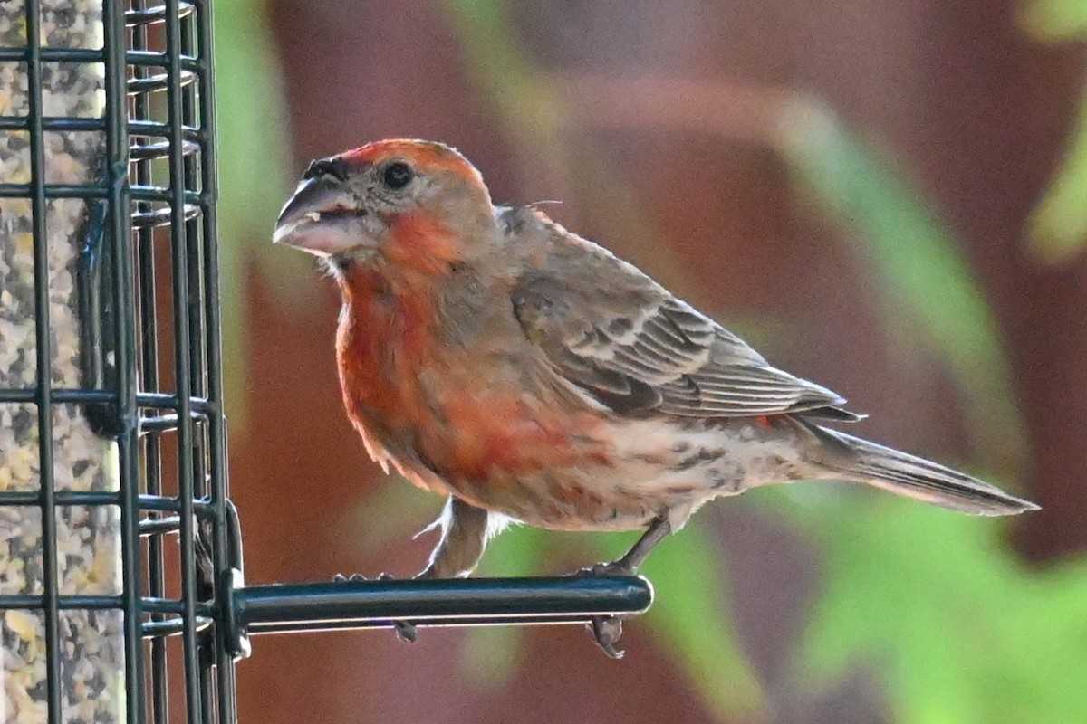 House Finch - ML622075201