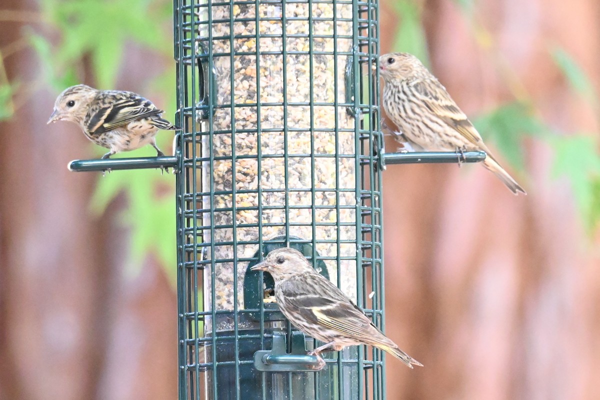 House Finch - ML622075202