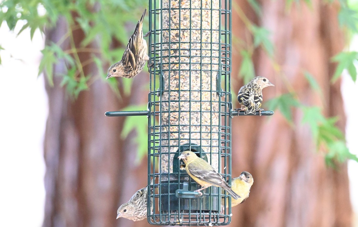 House Finch - ML622075204