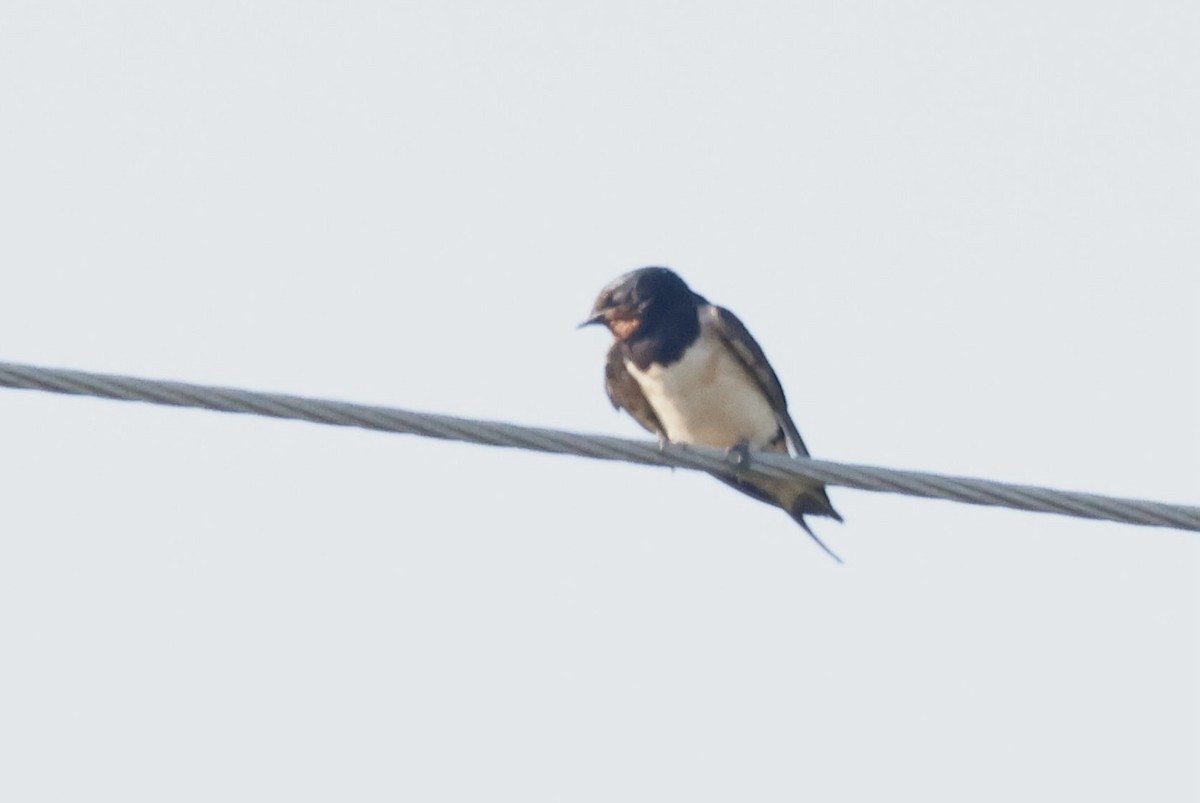 Barn Swallow - ML622075216