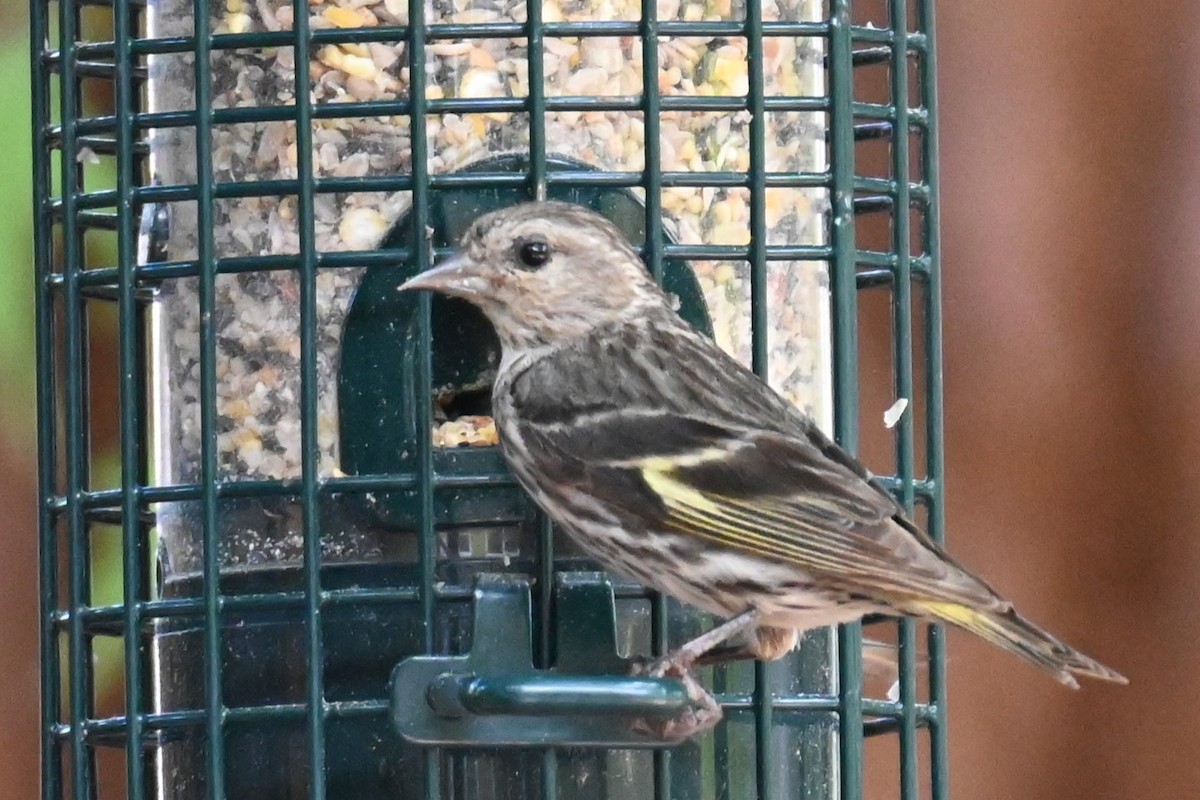 American Goldfinch - ML622075218