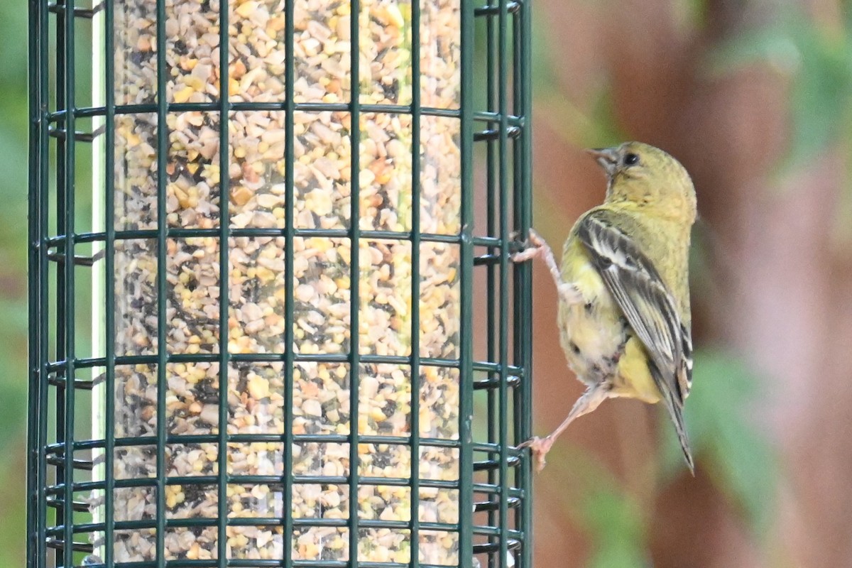 American Goldfinch - ML622075219