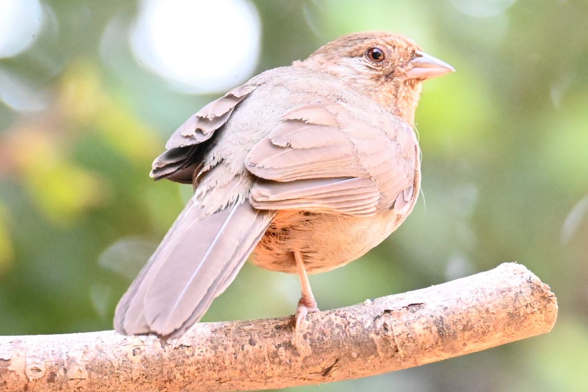 California Towhee - Remigio Miguel