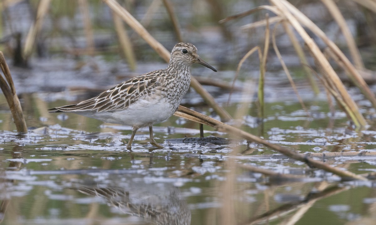 Pectoral Sandpiper - ML622075226